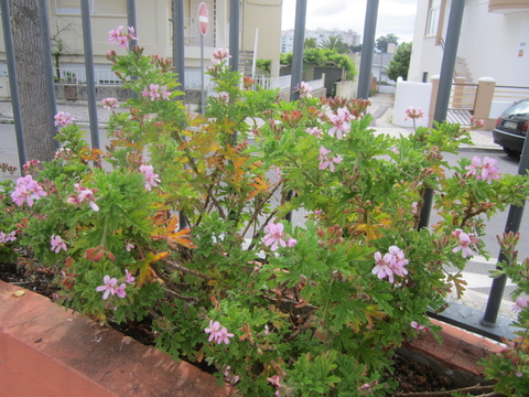 Não quisemos deixar de informar sobre a importância destas flores para a horta.